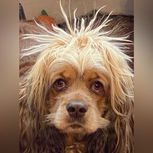 ITS ELECTRIC⚡️CRAZY DEAL live show listing